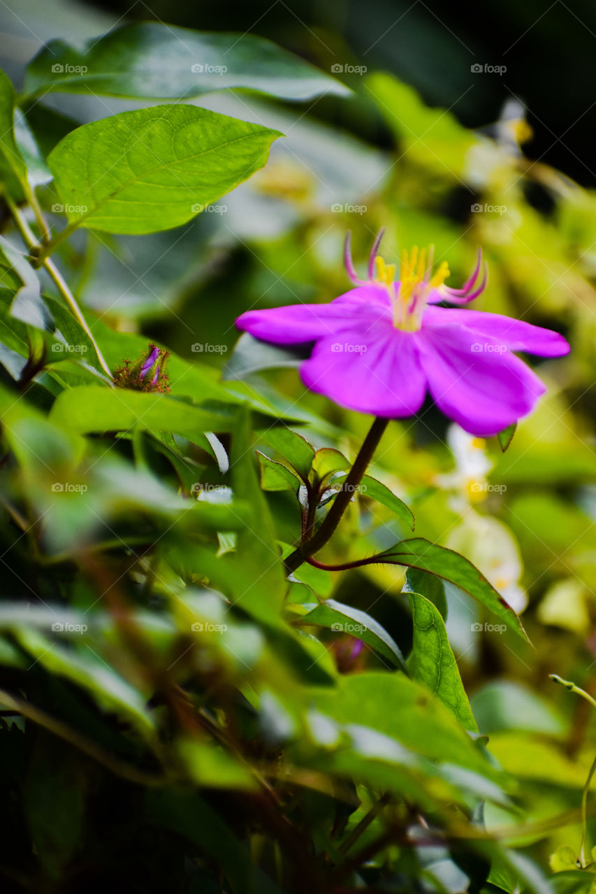 Trailing Tibouchina, Dwarf Tibouchina, or Spanish Shawl (Dissotis rotundifolia, Heterocentron elegans) creeping on a lava wall.