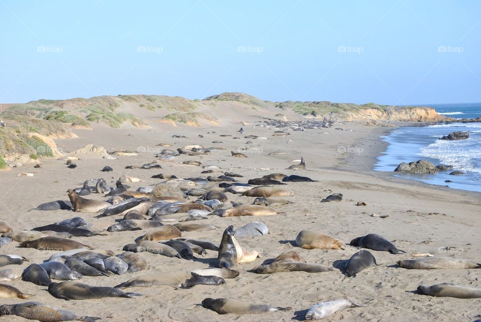 Elephant Seals in Sun