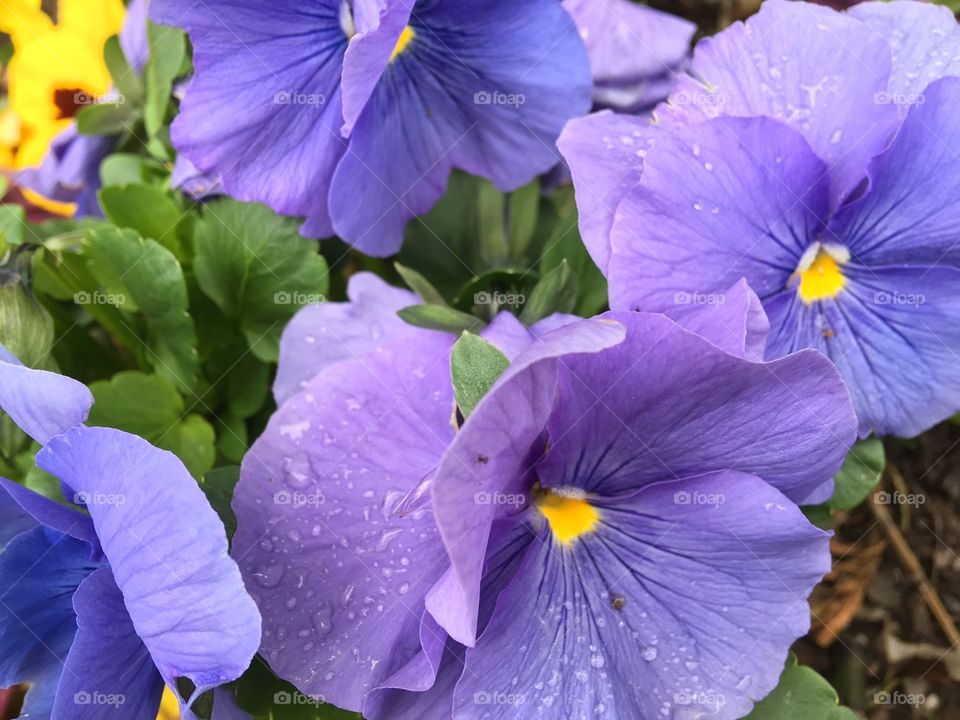 Violet flowers with water drop