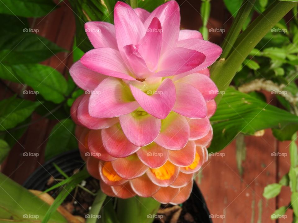 Do I Look Like a Pineapple?