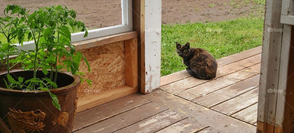 porch cat