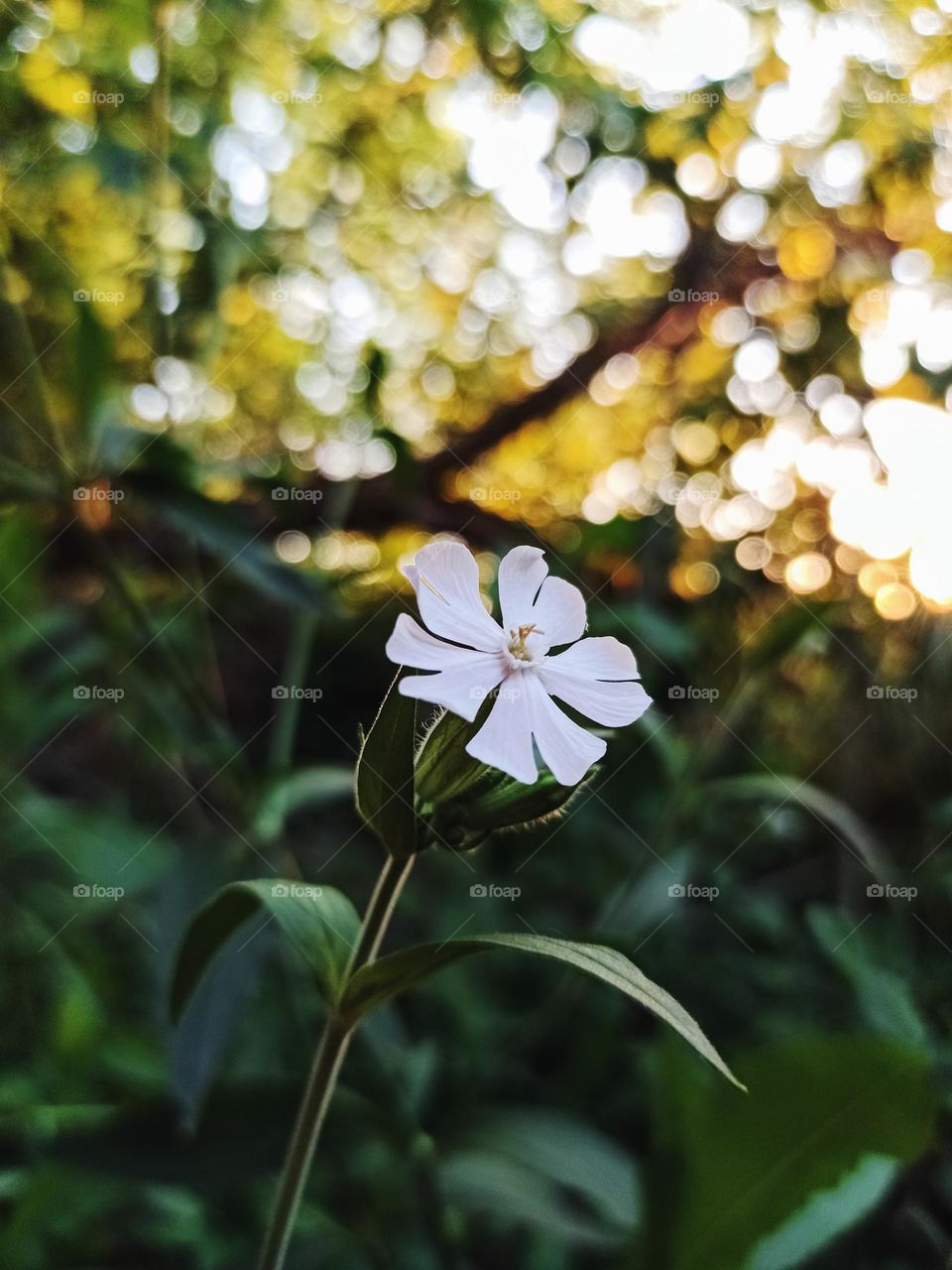 flower in the forest