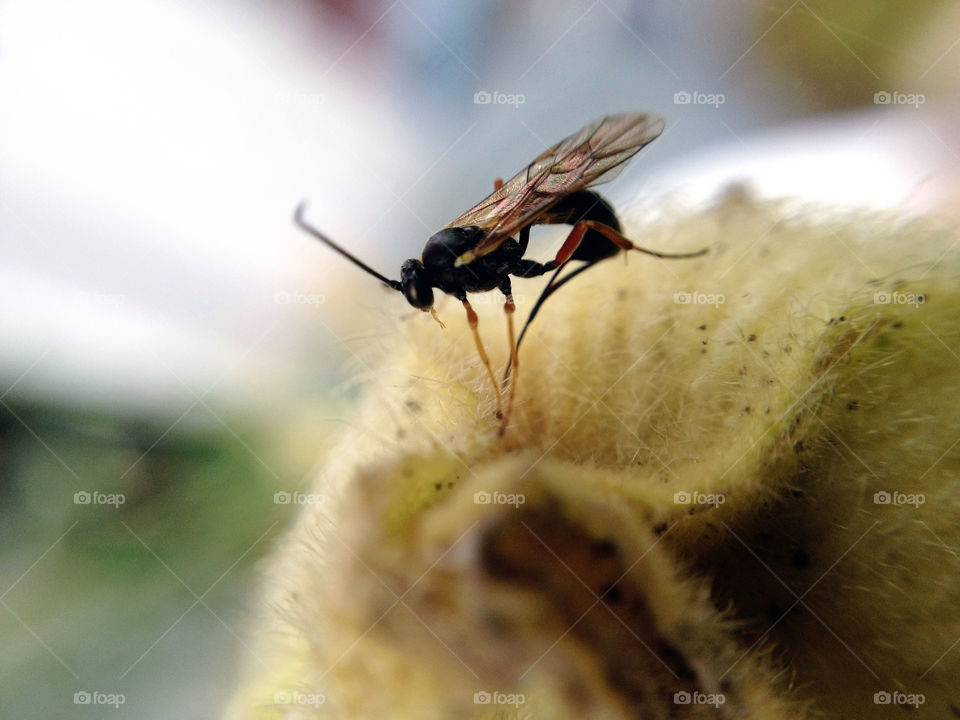 sweden garden insect animals by elluca