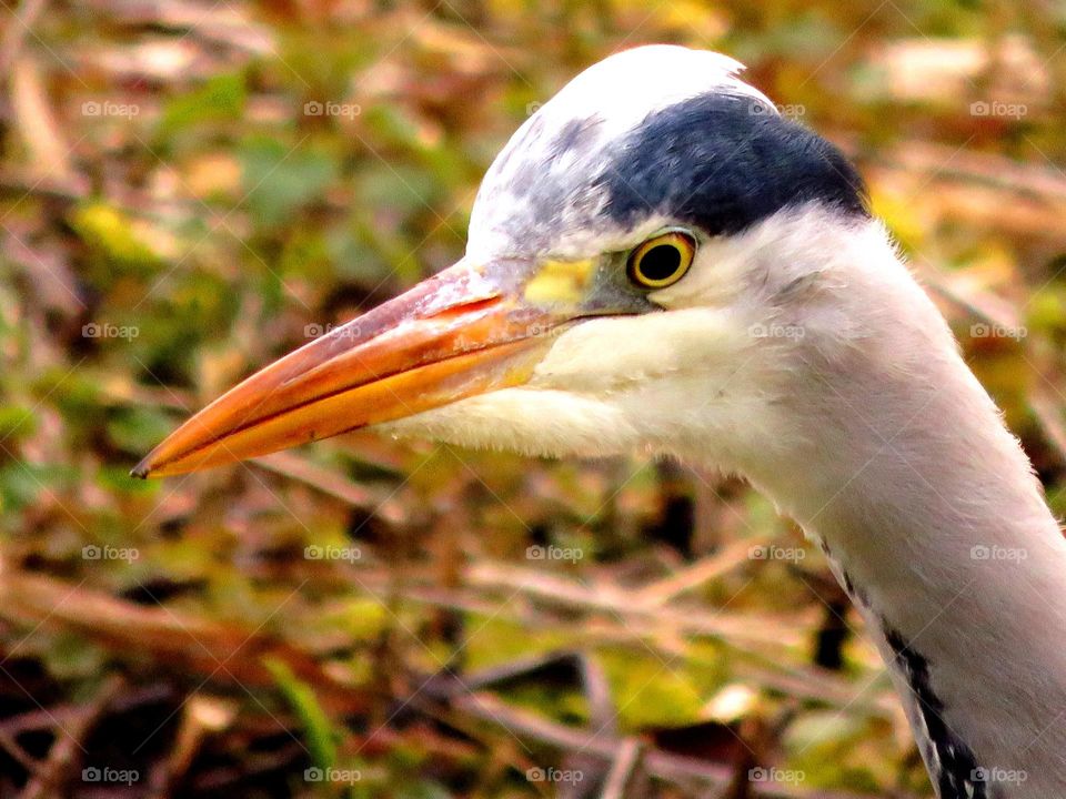 heron closeup