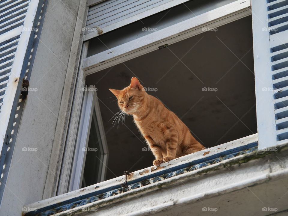 A cat at a Window