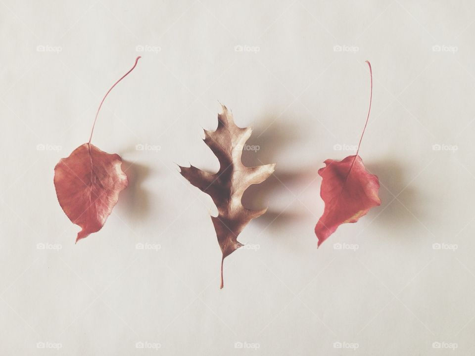 Fall Leaves. Three autumn leaves in red and brown 
