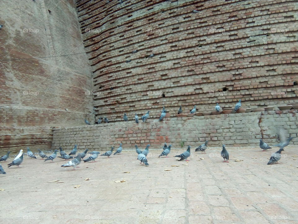 feeding birds before ancient fort (Qila Mubarak) At Bathinda City