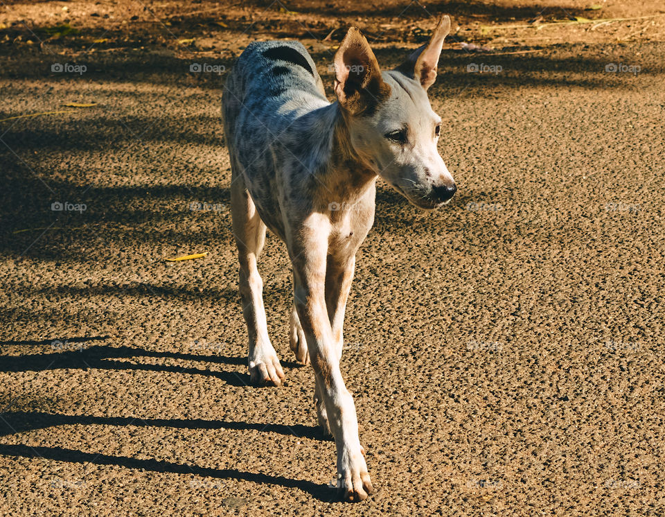 Animal photography -  Stray dog