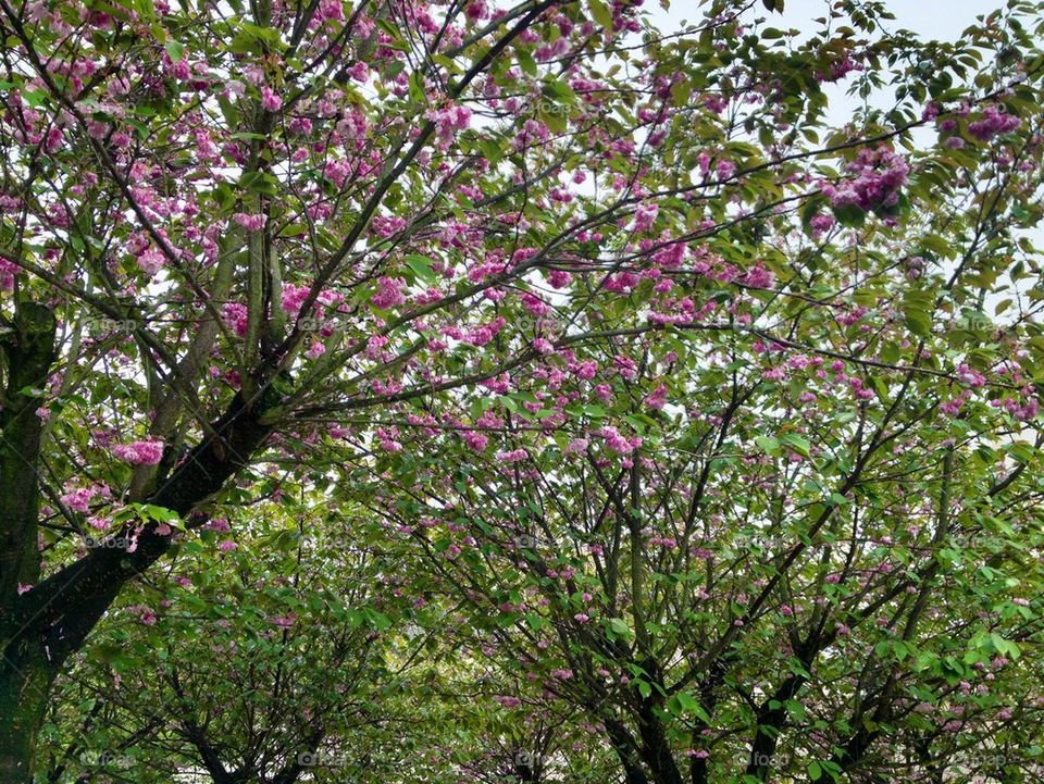 sky spring pink tree by maryyy