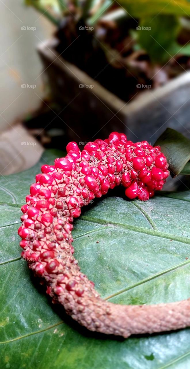 Anthurium belongs to the Araceae family. This beautiful leafy plant is still related to a number of popular ornamental plants such as aglaonema, philodendron, ornamental taro, and allocation