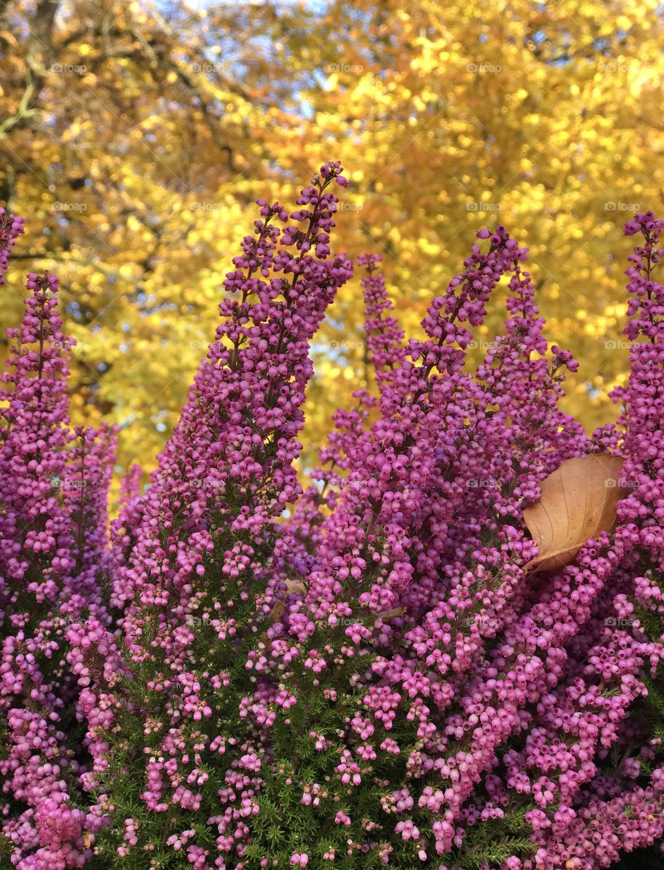 View of beautiful flowers