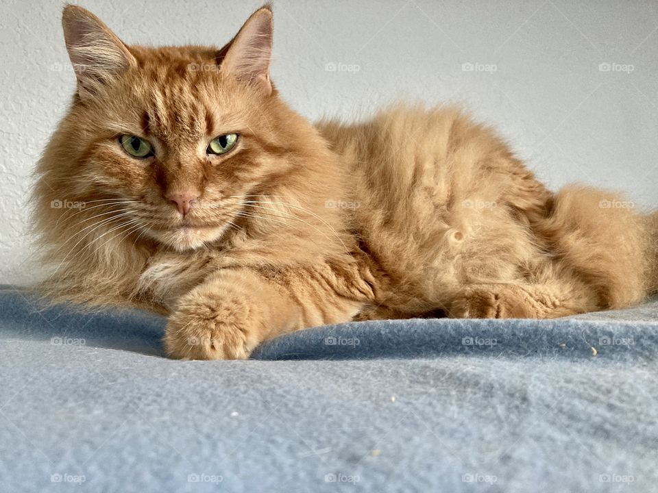 Large orange cat on blue blanket