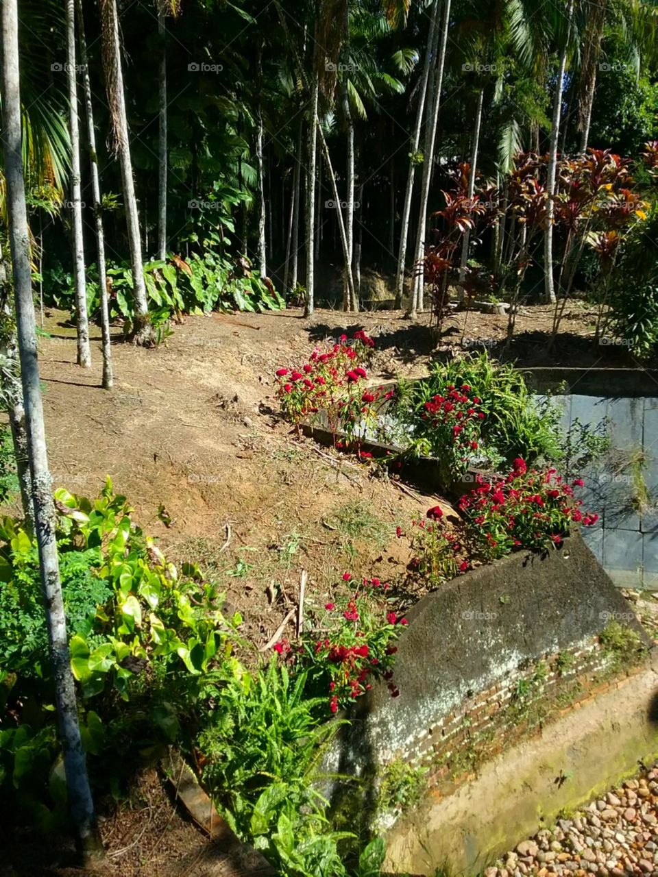 Flores cristas de galo.