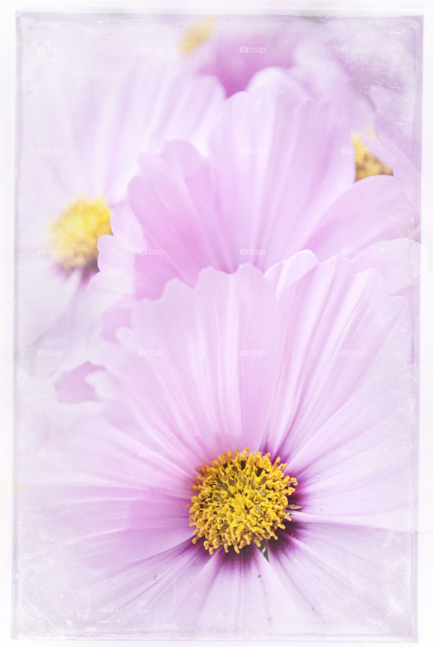 Pastel Purple Daisies
