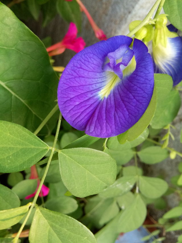 blue flower