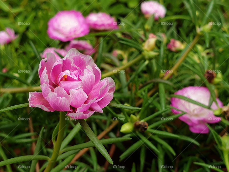 beautiful flowers in my garden