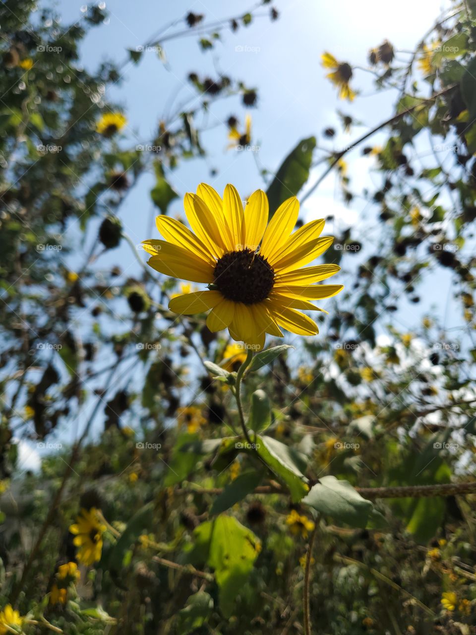 Sunflower with sun in background on hot summer day