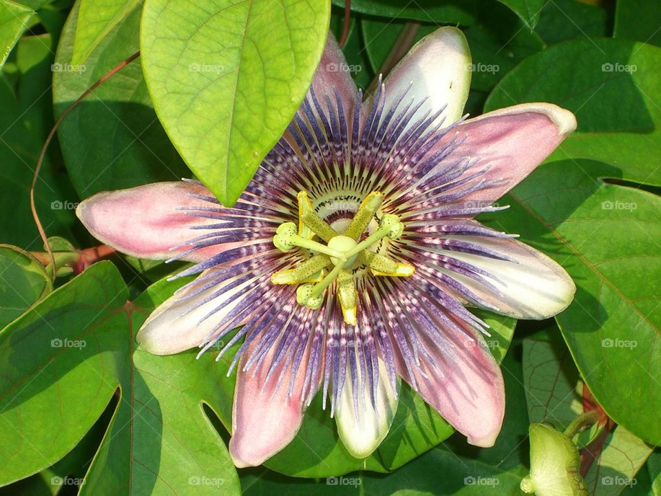 Purple Passion flower 