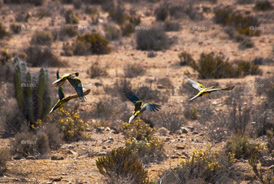 Macaws in the Atacama Desert