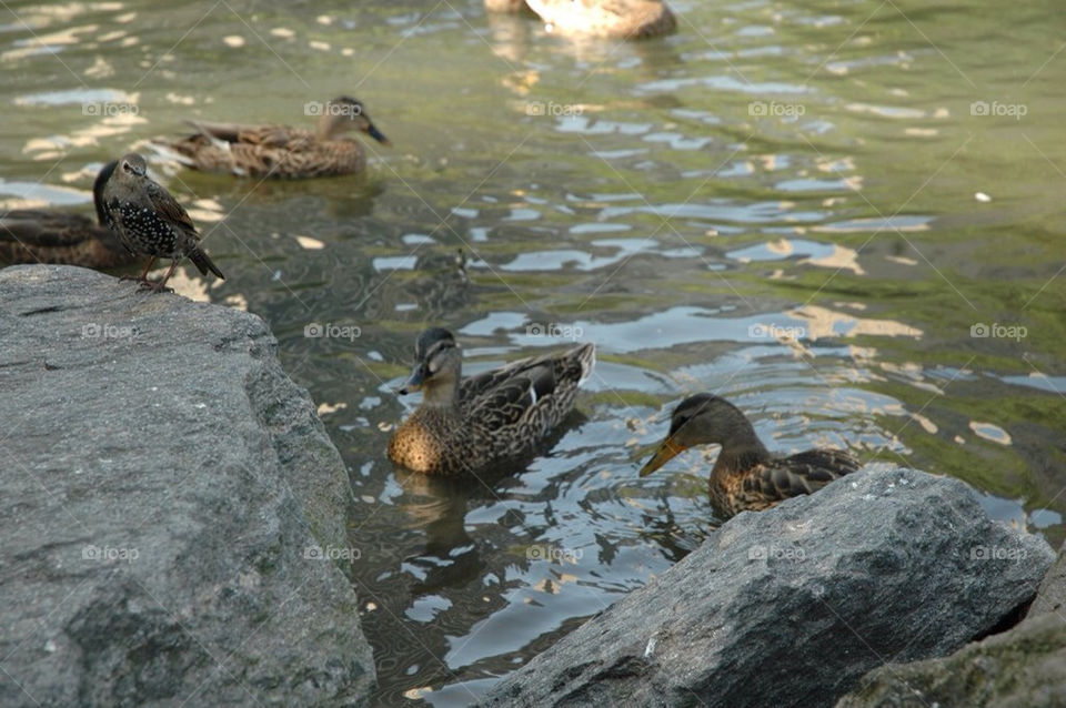pond ducks in by julesryan