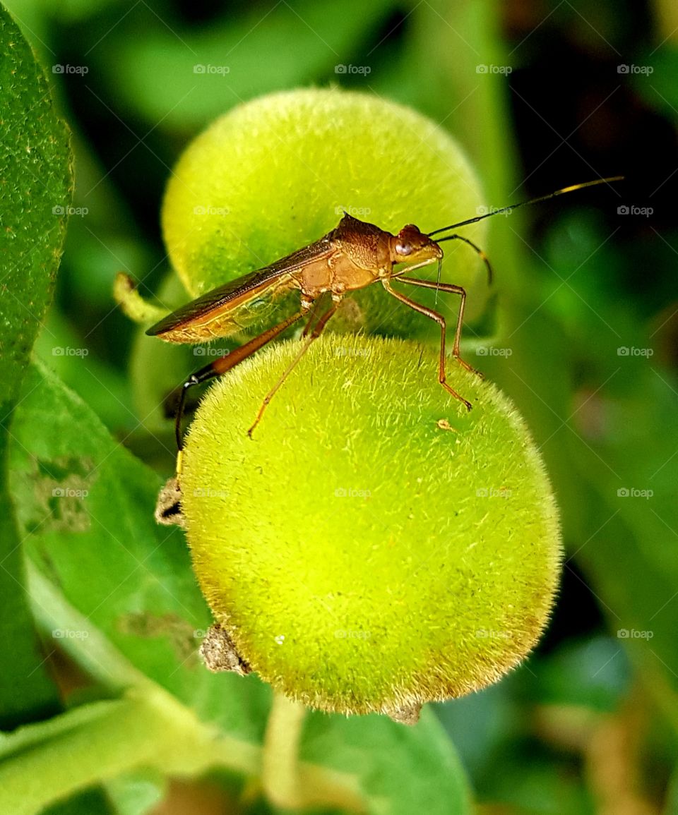 wild flower bud and insect