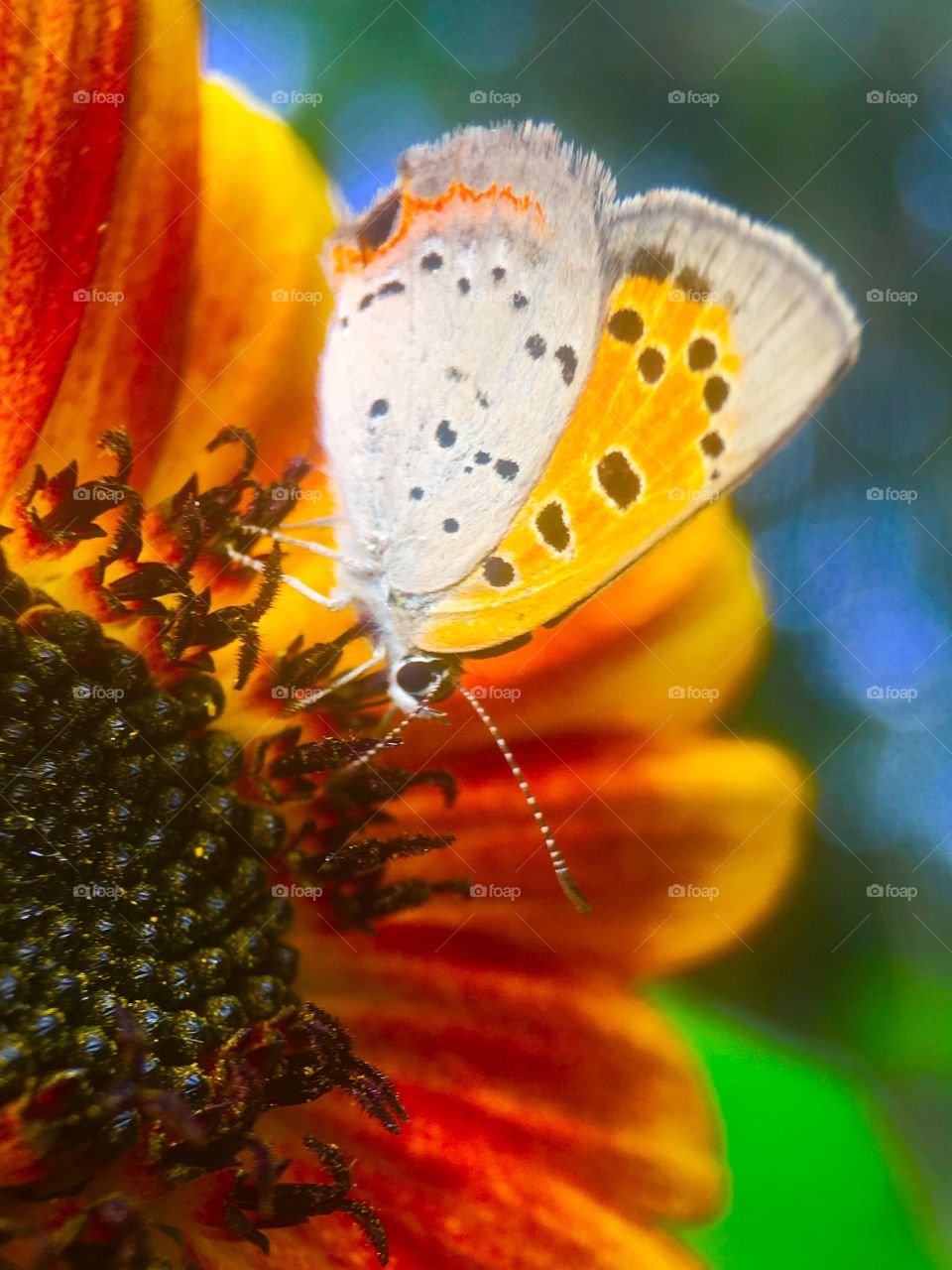 Sunflowers , butterflies 