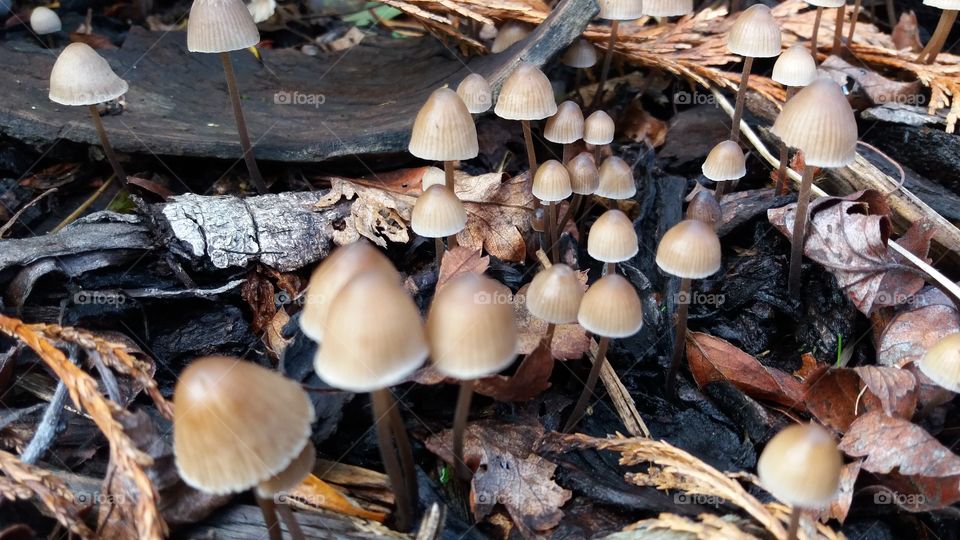 Mushroom, Fungus, Fall, Toadstool, Wood