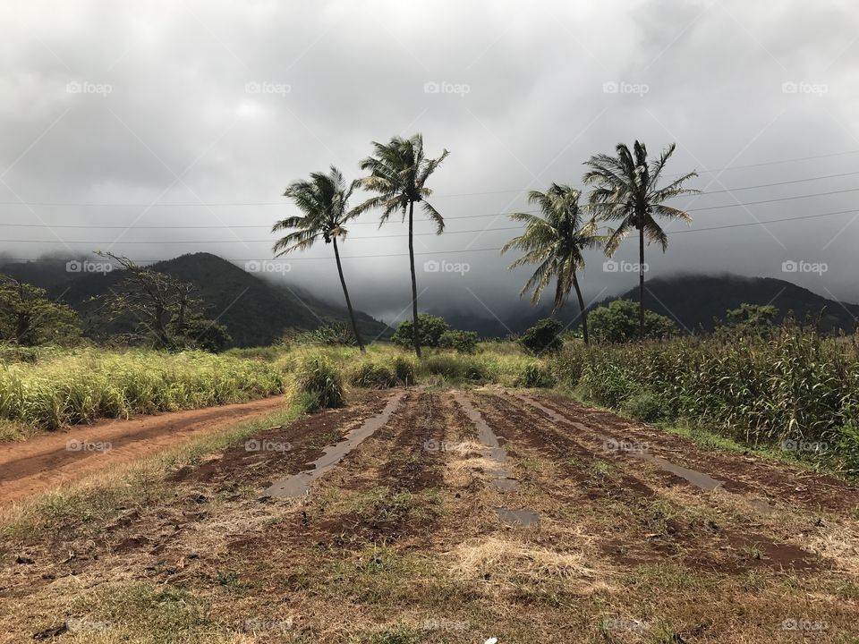 Maui Dreamin