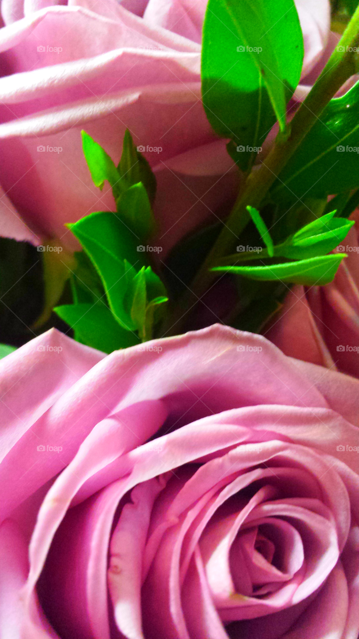 "Pink Velvet Roses"
