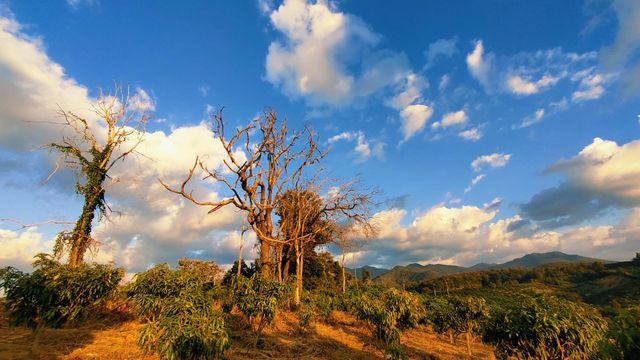 Dead tree in an amazing landscape
