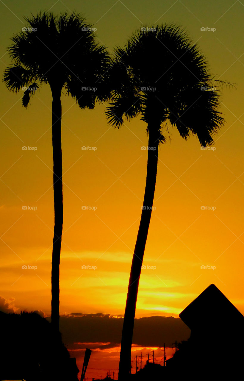 Silhouette of palm trees