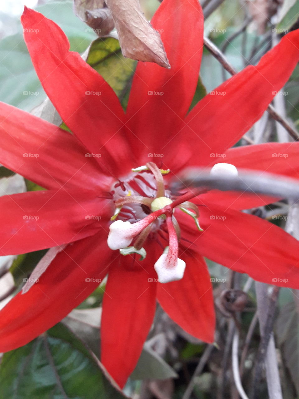 Dark red flower in wild
flowwr