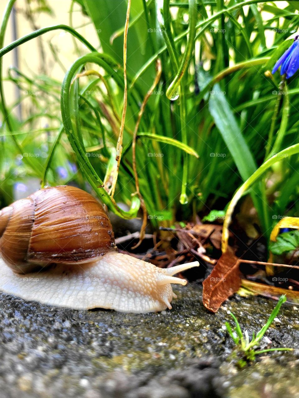 neugierige Schnecke  , snail