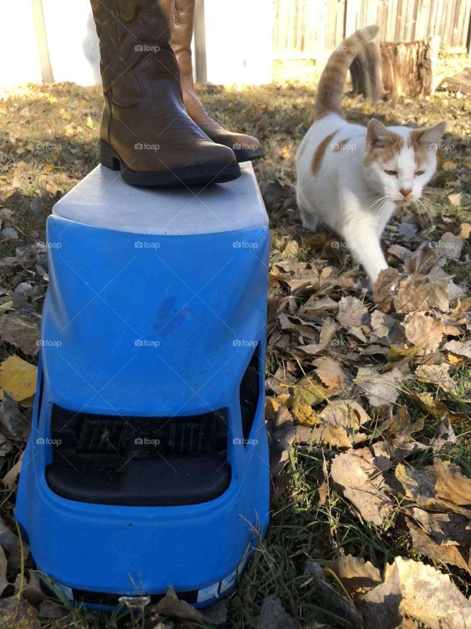 Boots a semi toy truck and a cat outside in the fall leaves