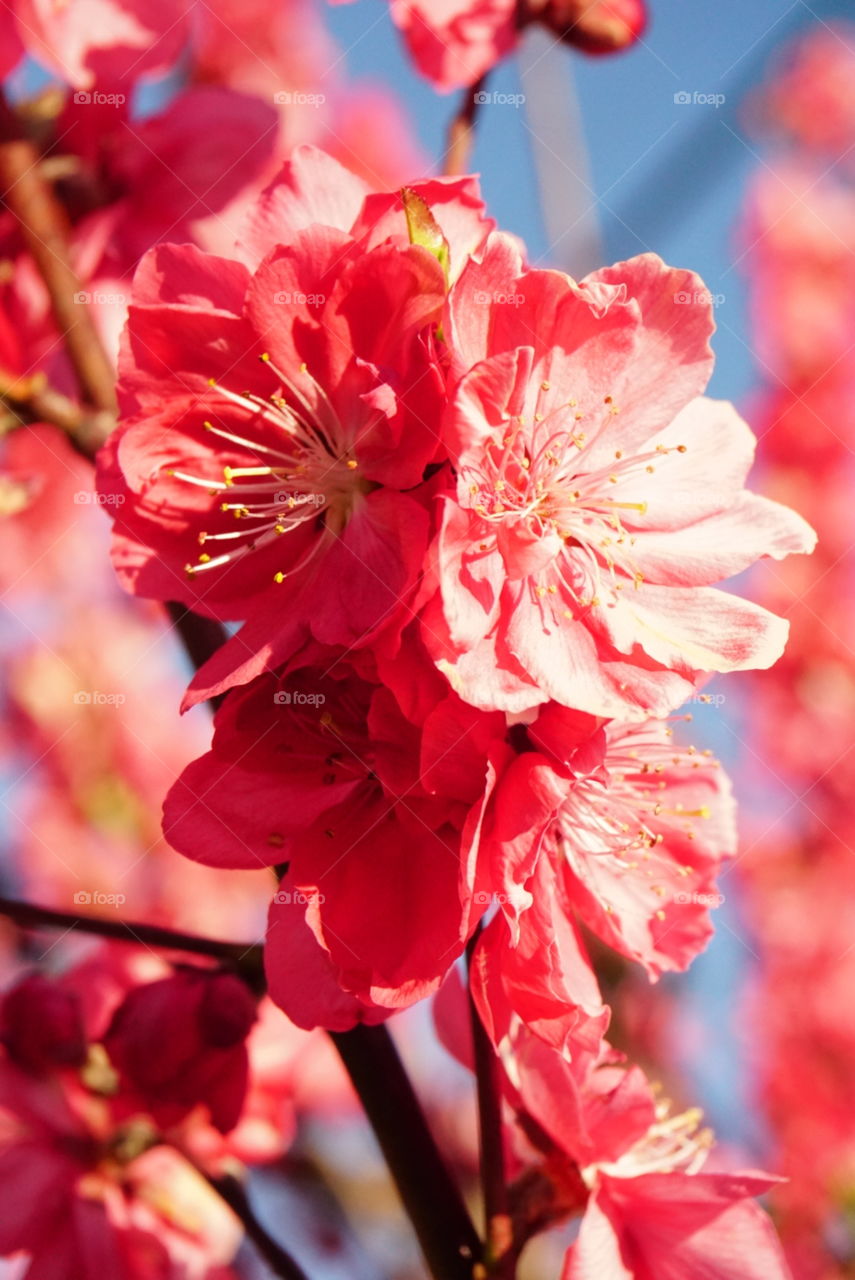 Japanese Cherry