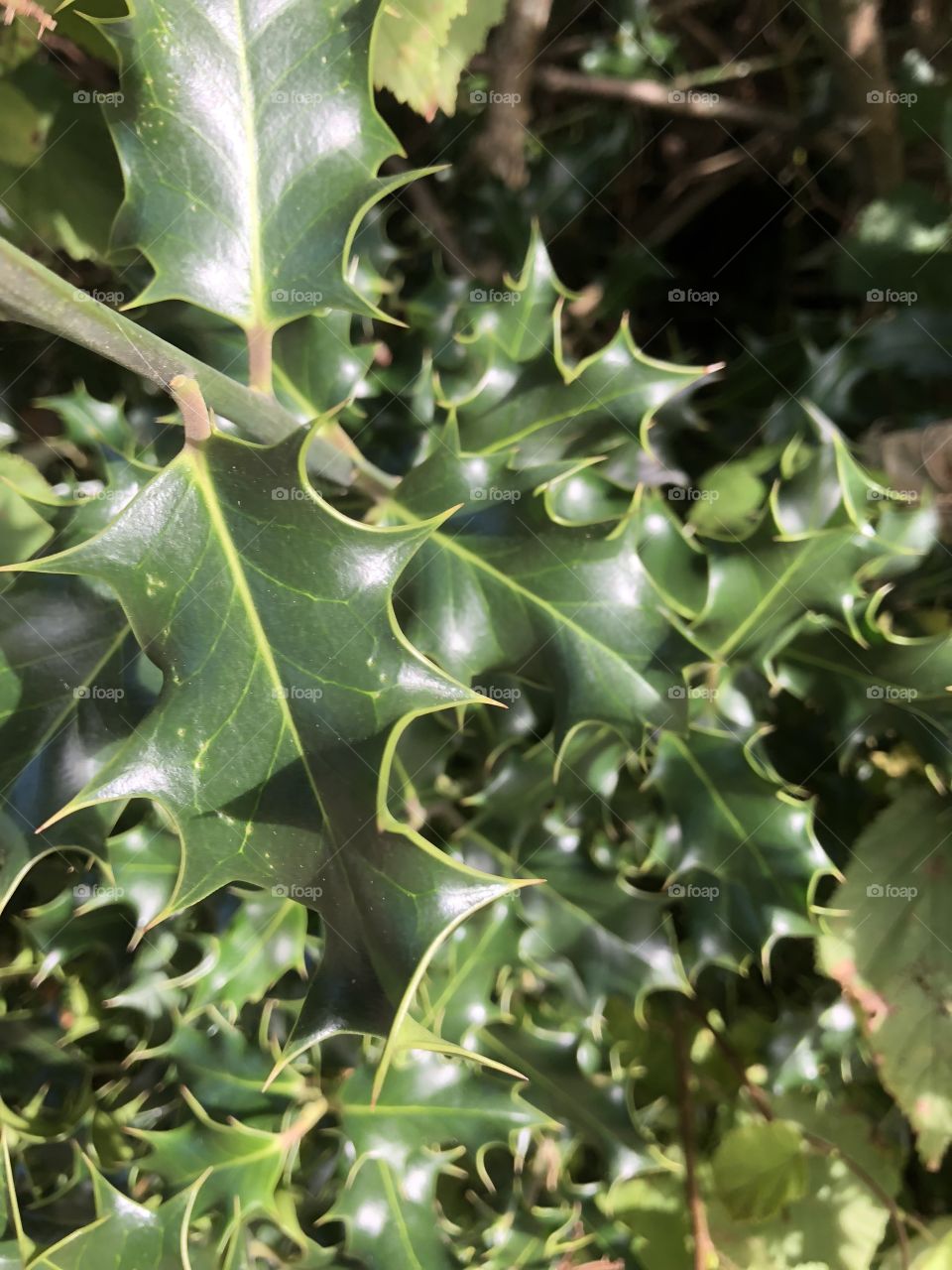 Far to early but there is already plenty of holly about for Xmas and it’s in tip top condition.