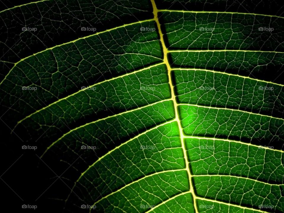 In this photo you can see the macro parts of the leaf 
