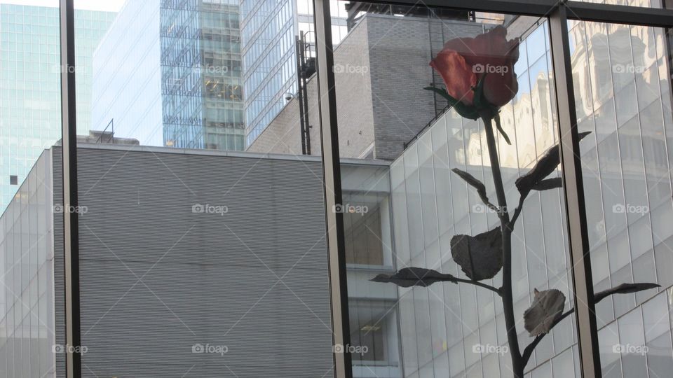 Giant Rose in the Window of a City Skyscraper During the Day