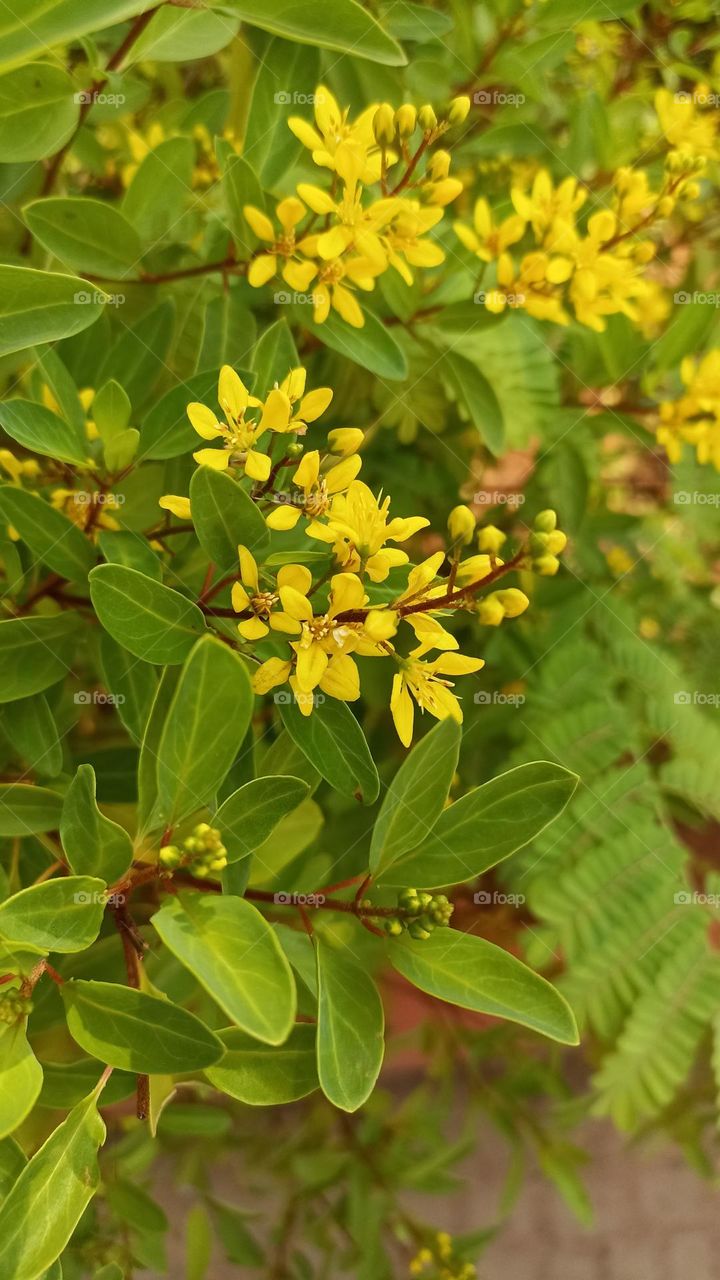 beauty of nature no one can copy it it is unique