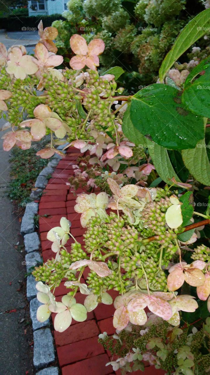 Flora, Leaf, Nature, Flower, Garden