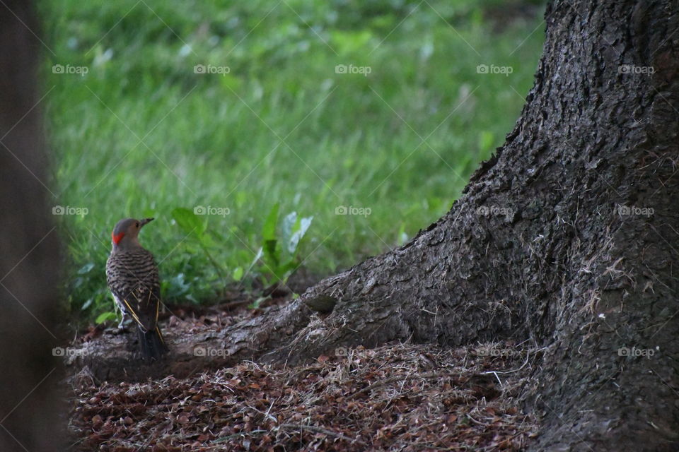 woodpecker on ground