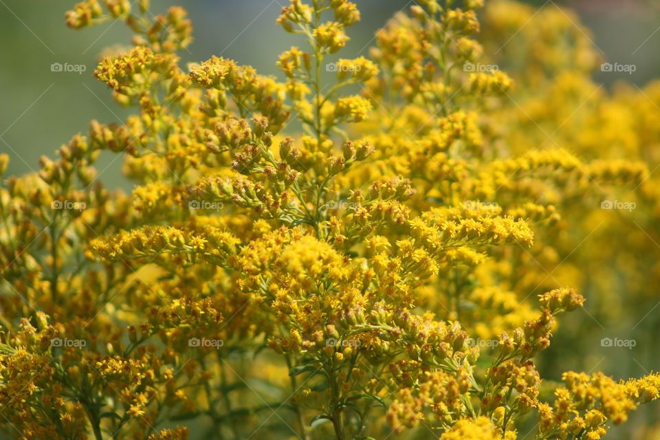 Yellow little flowers