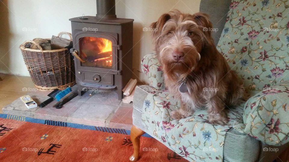 Dog next to fire