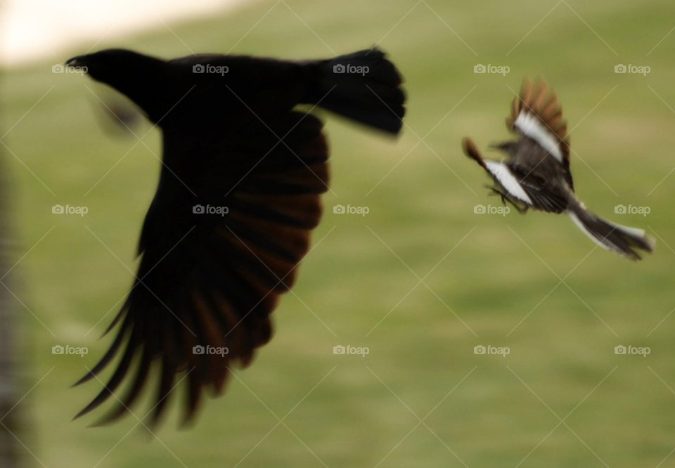 birds chase mockingbird chasing by lightanddrawing