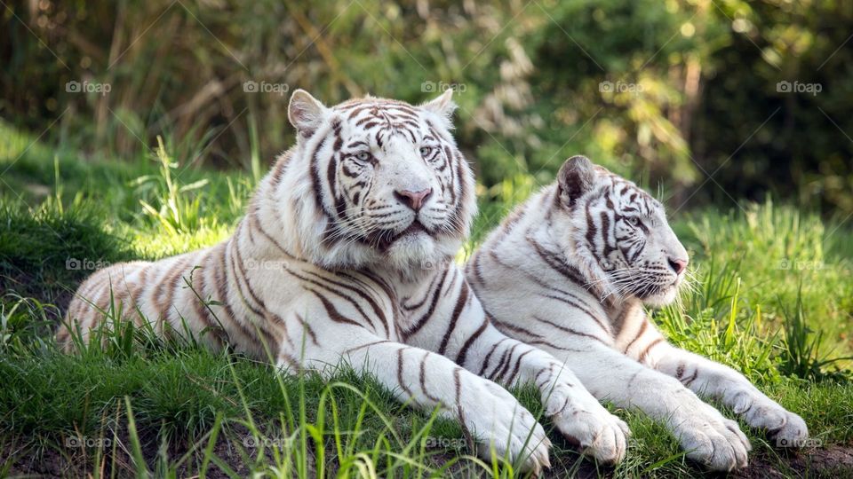 Beautiful White Tigers