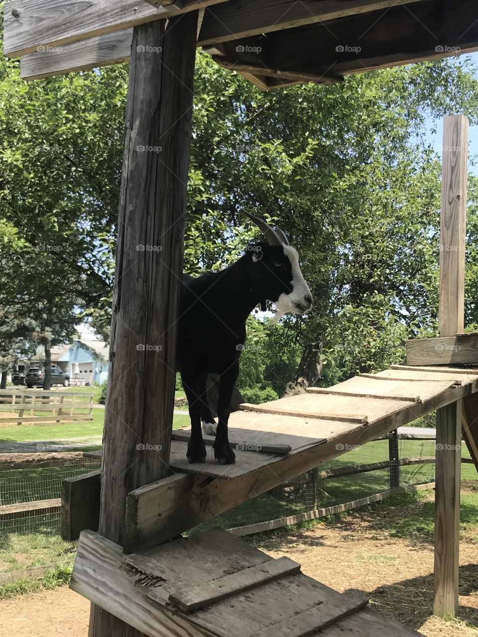 A goat enjoying his play area.