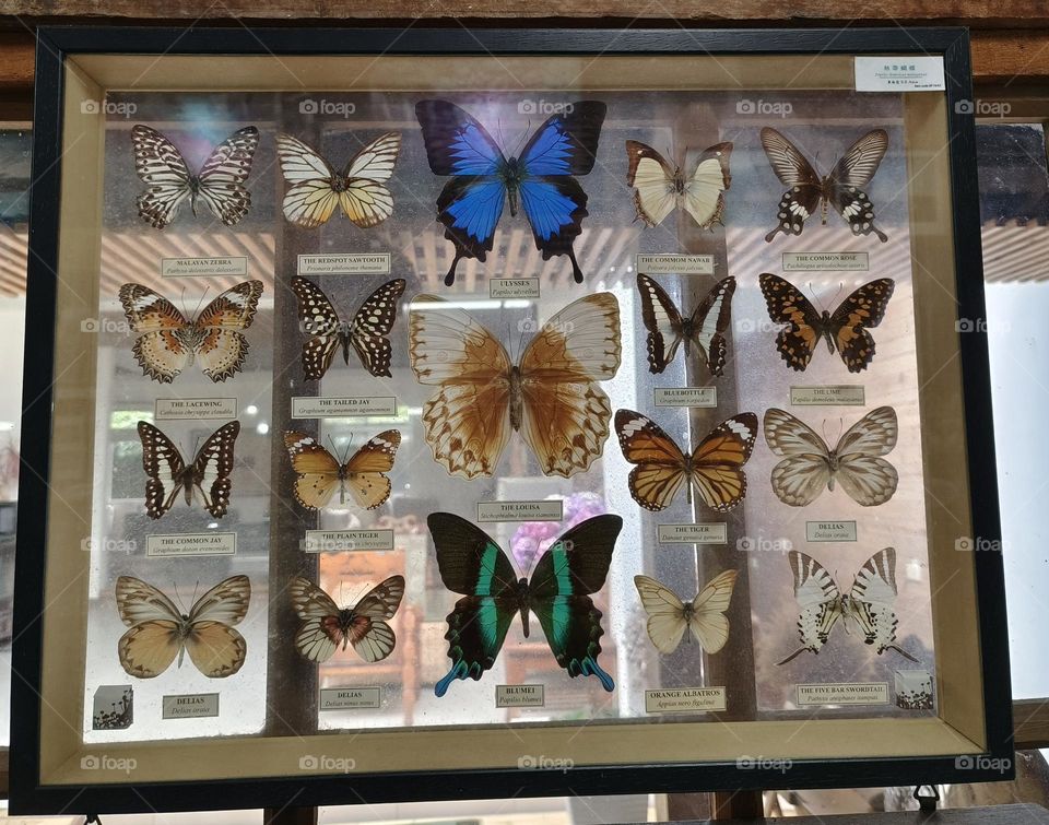 Twenty kinds of butterfly specimens