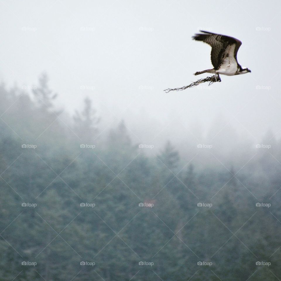 Osprey building nest