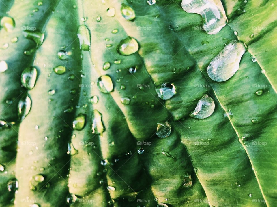 Green leaves and rain drops.Macro photo