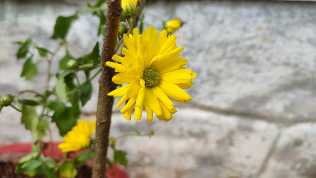 yellow flower